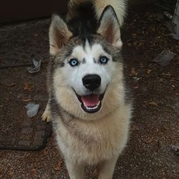 Waddleton - Gray and white Siberian Husky puppy in Dunnellon, Florida from Clover's Legacy Siberians
