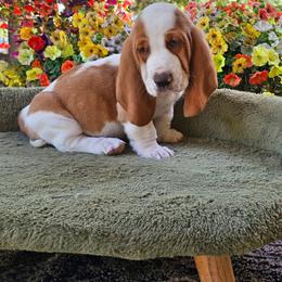 Blue boy Hank - Lemon and white male Basset Hound puppy in Foley, Alabama from Jubilee Basset Hounds