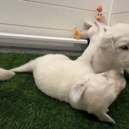 Golden Retriever Puppies from Abbie Stecker