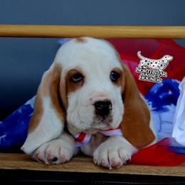 Pirate - Red and white male Basset Hound puppy in Pollock, Missouri from Northstar