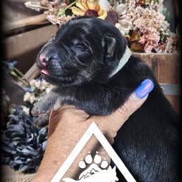 Chief - Black and tan male German Shepherd puppy in Sequim, Washington from German Shepherd Haus