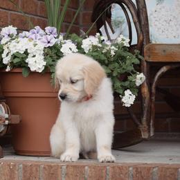 Golden Retriever Puppies from Wise-Taylor Goldens