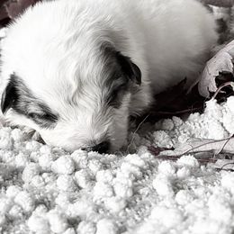 Kindred - White and badger female Great Pyrenees puppy in Tioga, Pennsylvania from Davis Pyrs of the Northern Tier