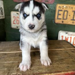 Bear - Black and white male Siberian Husky puppy in Burnsville, North Carolina from Peterson Puppies