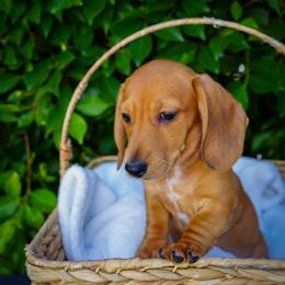 Dodger - Red male Dachshund puppy in Temecula, California from Naomi Magee's Dachshund Kennel