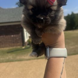 Sky - Black and brindle female Pomeranian puppy in Hernando, Mississippi from The Pom Squad