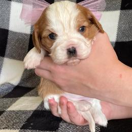 Cavalier King Charles Spaniel Puppies from Strawberry Hill Cavaliers