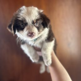 Miniature Australian Shepherd Puppies from Macks Mini Aussies