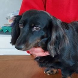 Companion Crosses, Dachshunds, and French Bulldogs from Mid Michigan Paws