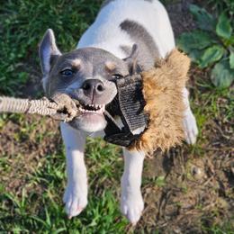 Skuggi - Rat Terrier