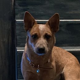 Red - Australian Cattle Dog