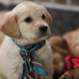 Winter - Golden male Golden Retriever puppy in Payette, Idaho from Stonewick Retrievers