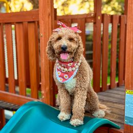 Goldendoodles from Little Retrievers