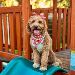 Goldendoodles from Little Retrievers