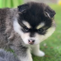 Ewok - Black and white male Pomsky puppy in Diamond Lake, Washington from Husky Haven WA