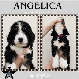 Angelica (Pink collar) - Tri-color female Bernedoodle puppy in Boiling Springs, South Carolina from OlliePups, LLC
