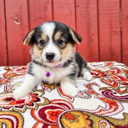 Lavender - Black and tan female Pembroke Welsh Corgi puppy in Fortine, Montana from North Star Pembroke Welsh Corgi's