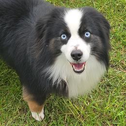 Synj - Black tri male Miniature Australian Shepherd puppy in Dowagiac, Michigan from Wrightway Wigglebutts