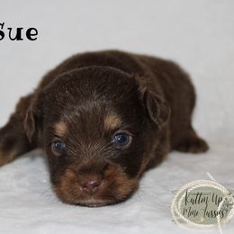 Ruby Sue - Red tri Miniature Australian Shepherd puppy in Paris, Texas from Kuttin’ Up Mini Aussies