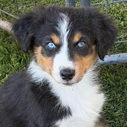 Oaken - Black tri-color male Australian Shepherd puppy in Hemet, California from Perfect Companion Aussie's