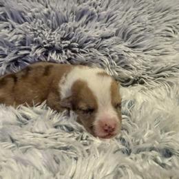 Mochi - Blue merle and white male American Corgi puppy in Ohio from Canal Corgis
