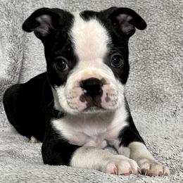Boston Terrier Puppies from RottNBostons