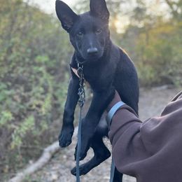 German Shepherd All Grown Up from Von Dem Flussufer