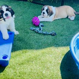 Saint Bernard Puppies from St Bernard Kingdom, LLC