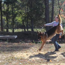 German Shepherd All Grown Up from End of the Trail Farm & Kennels