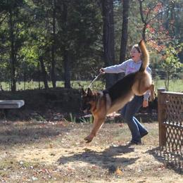 German Shepherd All Grown Up from End of the Trail Farm & Kennels