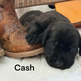 Cash - Brindle male Mastiff puppy in Sioux Falls, South Dakota from Clearbrook Mastiffs