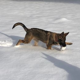 German Shepherd Puppies from Vom Kiefernhaus