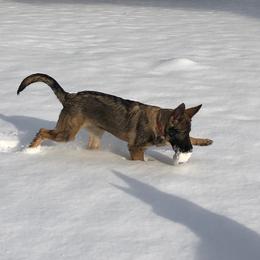 German Shepherd Puppies from Vom Kiefernhaus