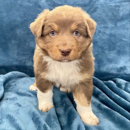 Rosie - Red tri-color female Australian Shepherd puppy in Utah from Corbridge Aussies