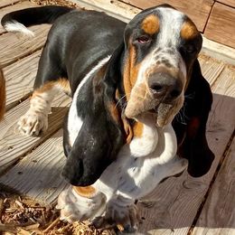 Basset Hound puppies from On My Way 2U Acres