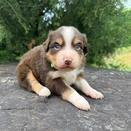RTM - Neon Green Collar - Red tri male Miniature Australian Shepherd puppy in Natural Dam, Arkansas from Natural State Aussies