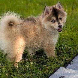 Gia - Wolf sable female Pomsky puppy in Hurleyville, New York from My Crazy Pomskys