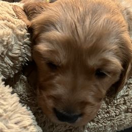 Girl 1 - Dark golden Golden Retriever puppy in Salem, Oregon from Baker’s Goldens