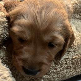 Girl 1 - Dark golden Golden Retriever puppy in Salem, Oregon from Baker’s Goldens
