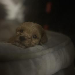 Rusty - Red  male Goldendoodle puppy in Cumberland, Rhode Island from minigoldendoodlesofRI