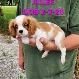 AKC JILLEE - Blenheim female Cavalier King Charles Spaniel puppy in Joplin, Missouri, Missouri from HOL-A-DA CAVALIERS