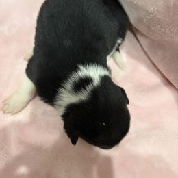 Border Collie Puppies from Vowell Farm Border Collies