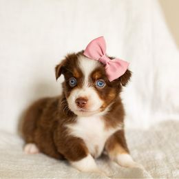 Luxie - Red tri female Miniature Australian Shepherd puppy in Waco, Texas from Blue Rain Aussies