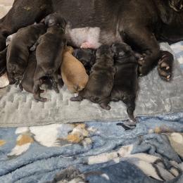 French Bulldog Puppies from Fuzzy Angels