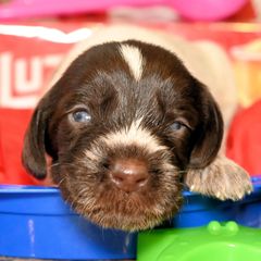 Boy number 4 - Liver and white male German Wirehaired Pointer puppy in Wallis, Texas from Jagged Edge German Wirehaired Versatility Dogs