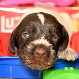 Boy number 4 - Liver and white male German Wirehaired Pointer puppy in Wallis, Texas from Jagged Edge German Wirehaired Versatility Dogs