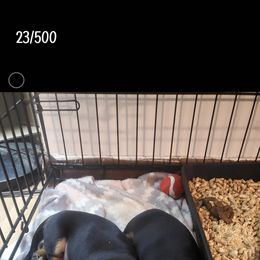 Dachshund Puppies from Grecian Kennel