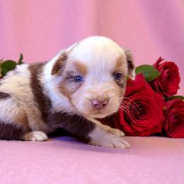 Opal Cardamone - Red merle female Australian Shepherd puppy in Statesville, North Carolina from Charming Australian Shepherds