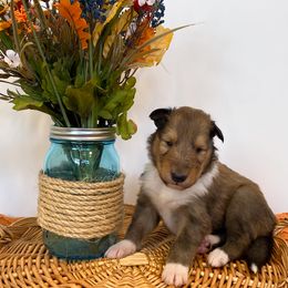 Pua - Sable male Collie puppy in St Augustine, Florida from Saltwater Collies LLC