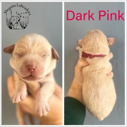 Dark Pink - Yellow female Dilute Retriever puppy in Ste. Genevieve, Missouri from Megans Labradors